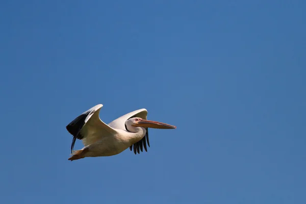 Pelikan biały (Pelecanus onocrotalus) — Zdjęcie stockowe