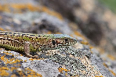 Gri kertenkele (lacerta agilis)