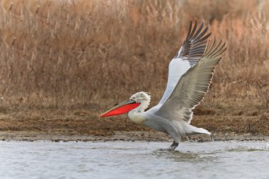 Dalmaçyalı pelikan (Pelecanus crispus)