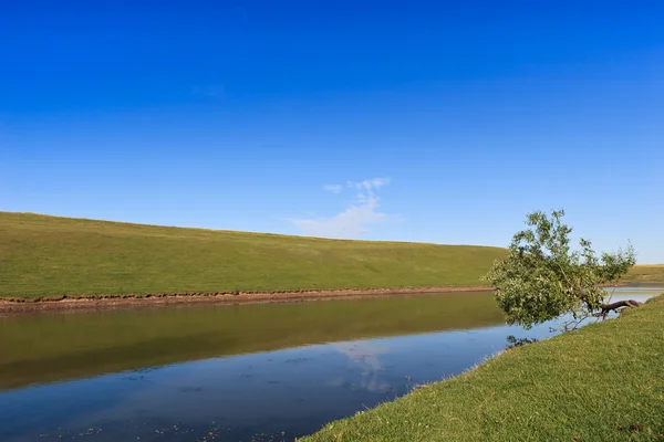 Albero singolo — Foto Stock