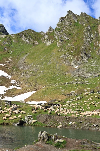Dağ koyunlar çayıra — Stok fotoğraf