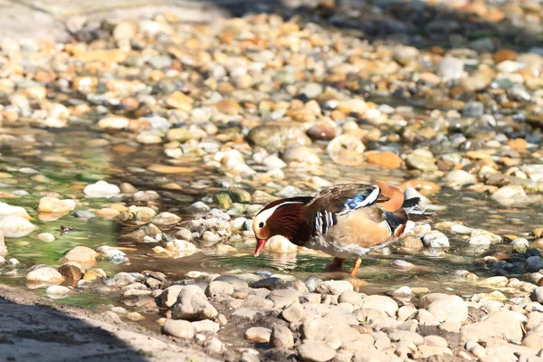 Mandarim Duck Drake (Aix Galericulata ) — Fotografia de Stock