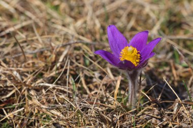 Pasqueflower (pulsatilla vulgaris) clipart