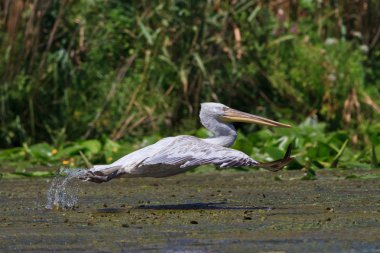 Dalmaçyalı pelikan (Pelecanus crispus)