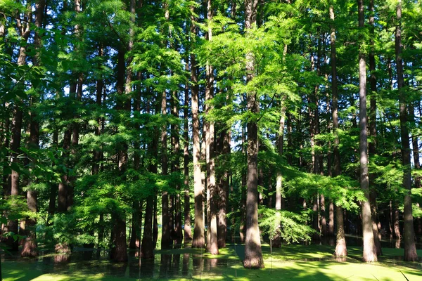 Lasy — Zdjęcie stockowe