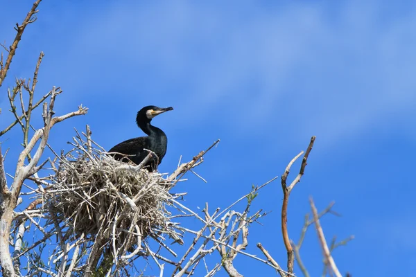 Cormorano (phalacrocorax carbo) sul nido — Foto Stock
