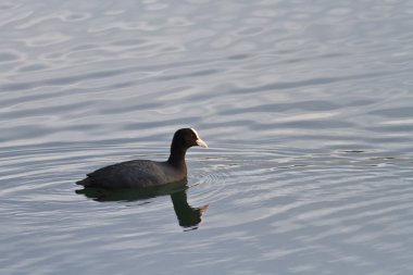 Avrasya Ördeği (Fulica atra)