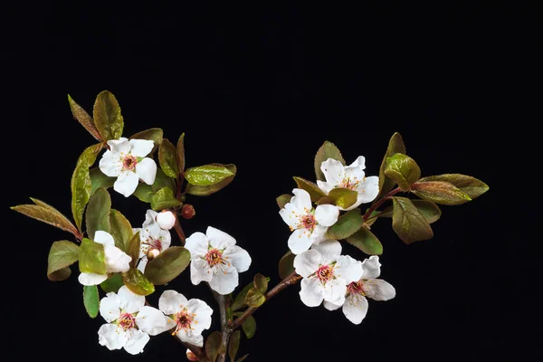 벚꽃의 지점 — 스톡 사진