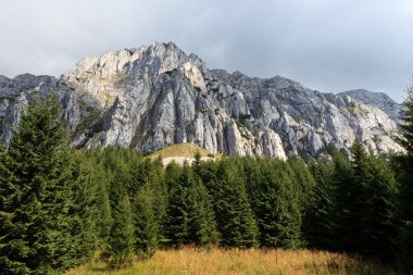 çam ormanı yakınlarında bir dağ