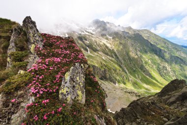 Dağ peonies (rhododendron)