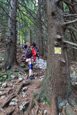 ormanda yürüyüş turist