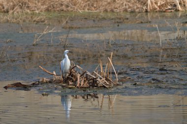 Küçük Egret (Egretta garzetta)