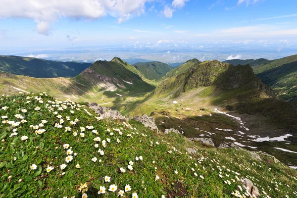 Flores da montanha — Fotografia de Stock
