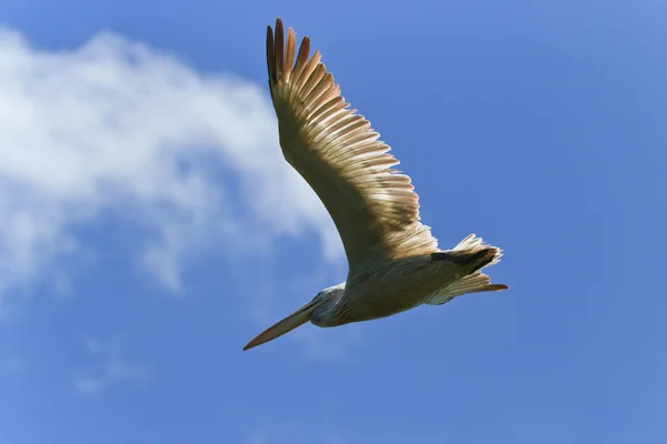 Dalmát pelikán (Pelecanus crispus)) — Stock Fotó