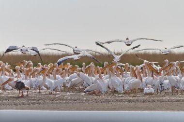 Beyaz Pelikan (pelecanus onocrotalus)