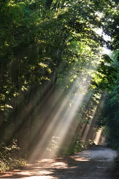 Nevoeiro solar na floresta — Fotografia de Stock