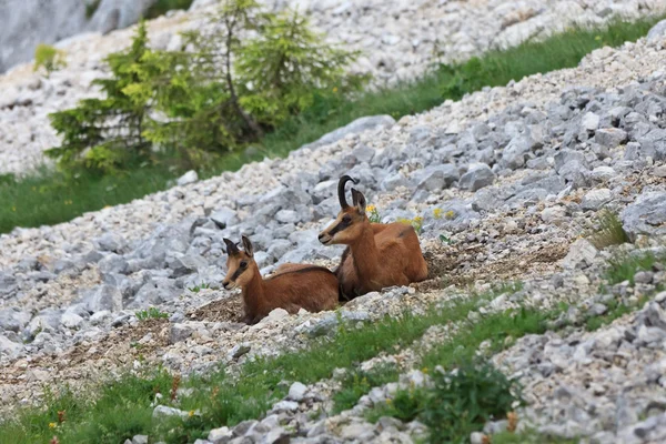 Kayalık dağ çocuğu olan dişi keçi — Stok fotoğraf