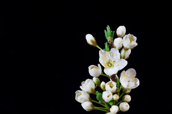 Pobočka Třešňové květy — Stock fotografie