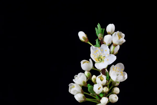 Ramo de flores de cereja — Fotografia de Stock