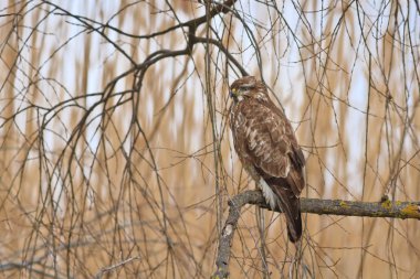 yaygın akbaba (Buteo buteo)