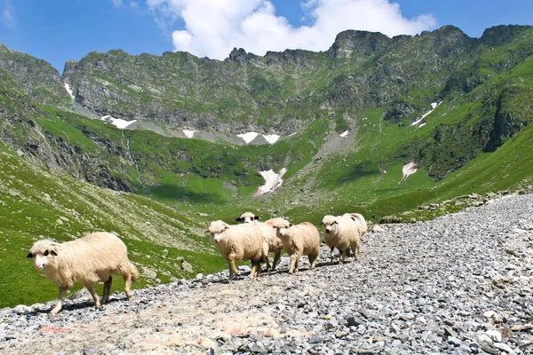 Гора вівці — стокове фото