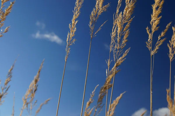 stock image The grass in the sky