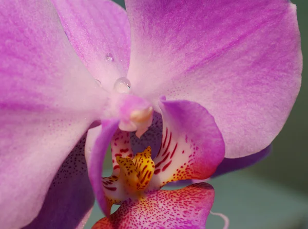 Orquídea bonita — Fotografia de Stock