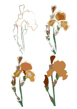 Irises4