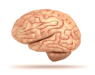 Human brain 3D model, isolated clipart