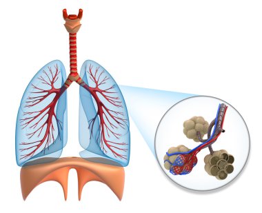 alveoller akciğerlerde - kan oksijen tarafından doyurarak