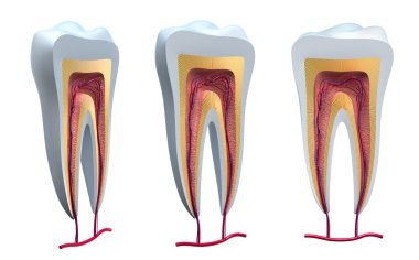 Detaylı olarak sağlıklı diş anatomisi. izole 3d görüntü