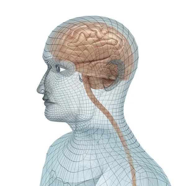 인간의 두뇌와 신체 와이어 모델 — 스톡 사진