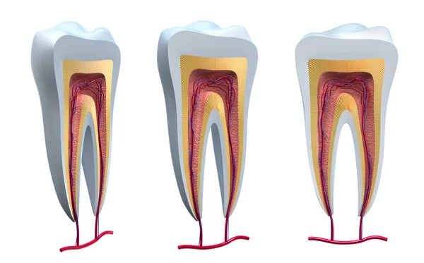 Anatomia zdrowe zęby w szczegóły. na białym tle obraz 3d — Zdjęcie stockowe
