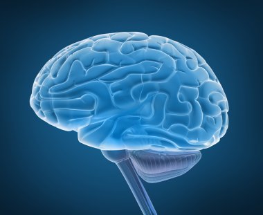 Human brain 3D model clipart