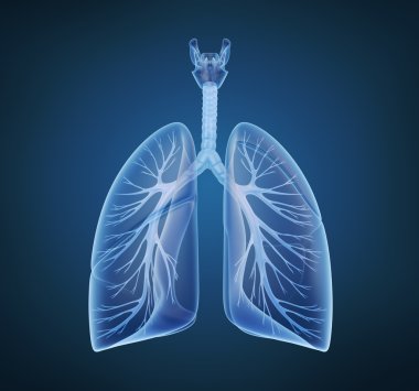 Lungs - pulmonary system. clipart