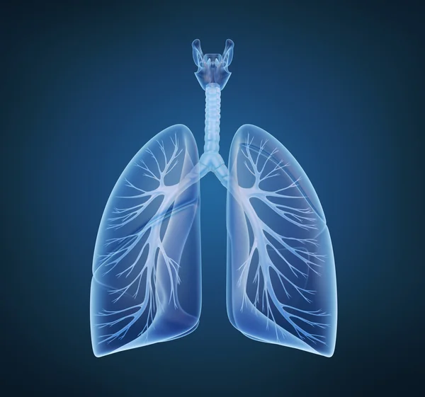 Plíce - plicní systém. — Stock fotografie