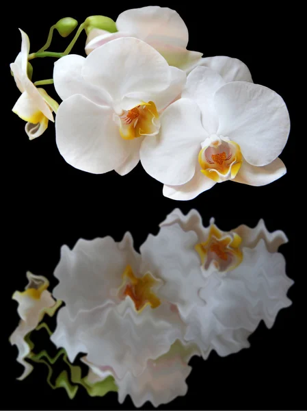 Reflection of white orchids — Stock Photo, Image