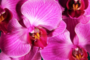 Pink orchid clipart