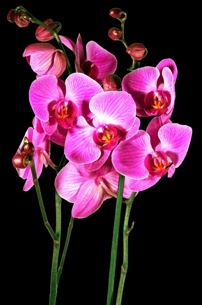 Pink orchid with buds — Stock Photo, Image