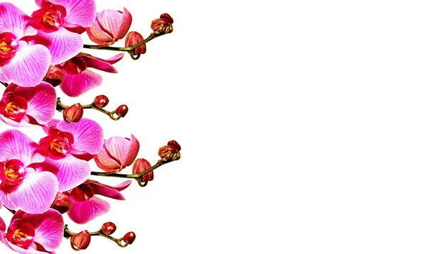 Textura růžové orchideje — Stock fotografie