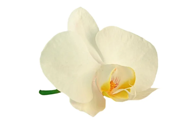 Witte bloem orchidee — Stockfoto