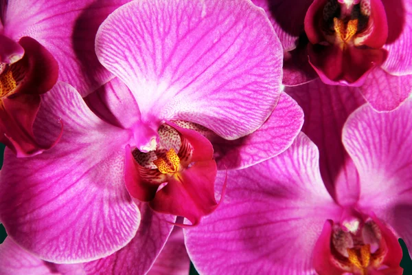 Roze orchid Stockafbeelding