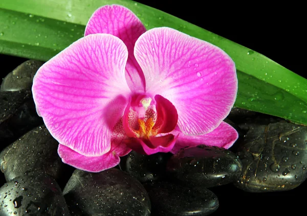 Orquídea Imágenes de stock libres de derechos