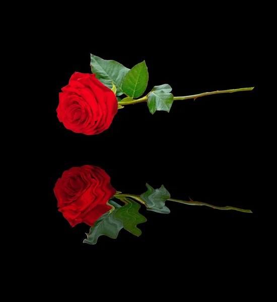 Reflejo de rosa roja —  Fotos de Stock
