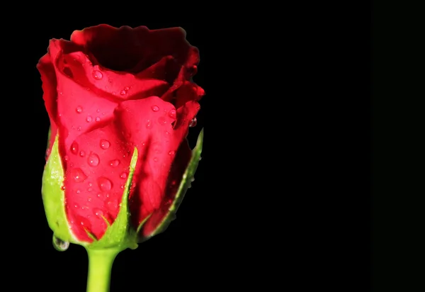 Rosa vermelha em preto — Fotografia de Stock