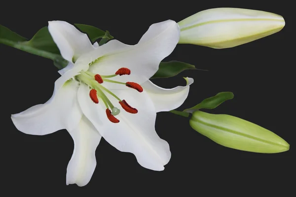 White lily with buds — Stock Photo, Image