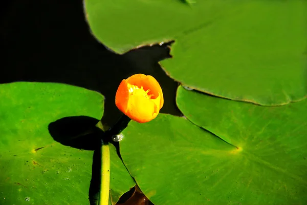 Amarelo Waterlily — Fotografia de Stock