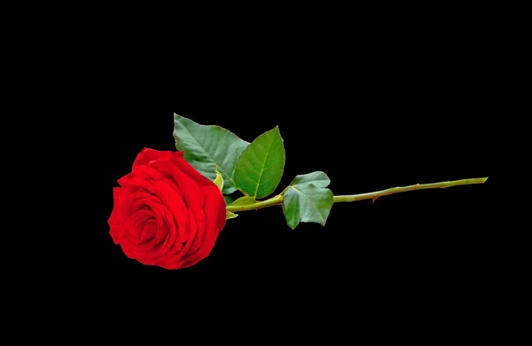 A single red rose — Stock Photo, Image