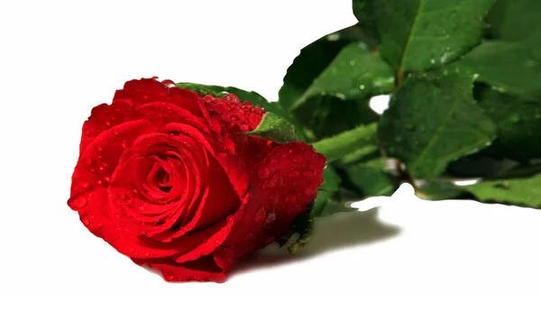 A single red rose — Stock Photo, Image