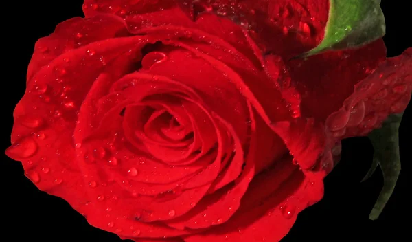 Primo piano di rosa rossa — Foto Stock